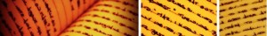Writing header