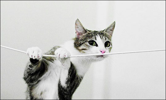 Cat measuring string